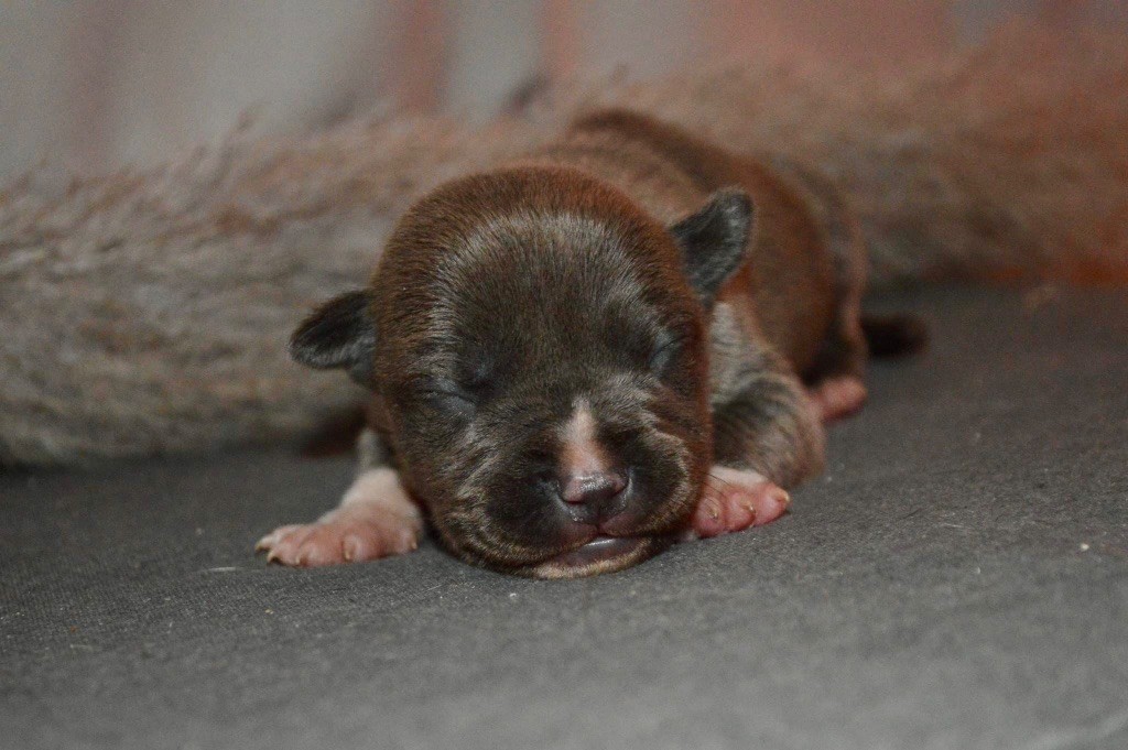 La Terre Des Diamants Bleus - Chiot disponible  - American Staffordshire Terrier