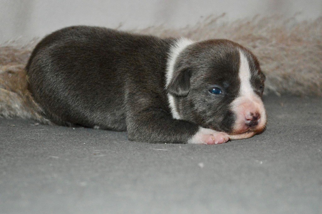 La Terre Des Diamants Bleus - Chiot disponible  - American Staffordshire Terrier