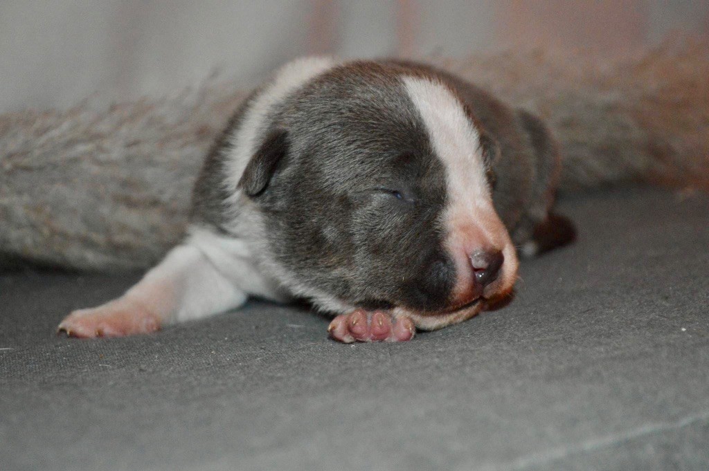 La Terre Des Diamants Bleus - Chiot disponible  - American Staffordshire Terrier