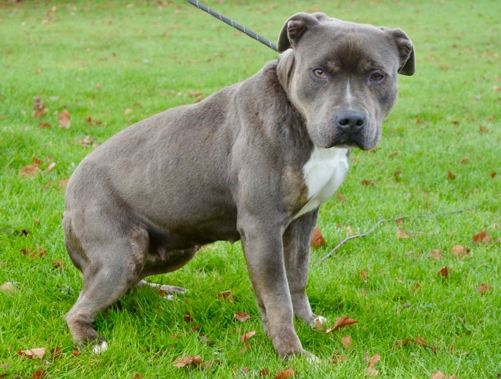 Uriah La Terre Des Diamants Bleus