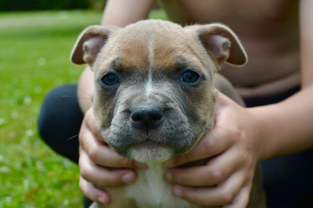 La Terre Des Diamants Bleus - Chiots disponibles - American Staffordshire Terrier
