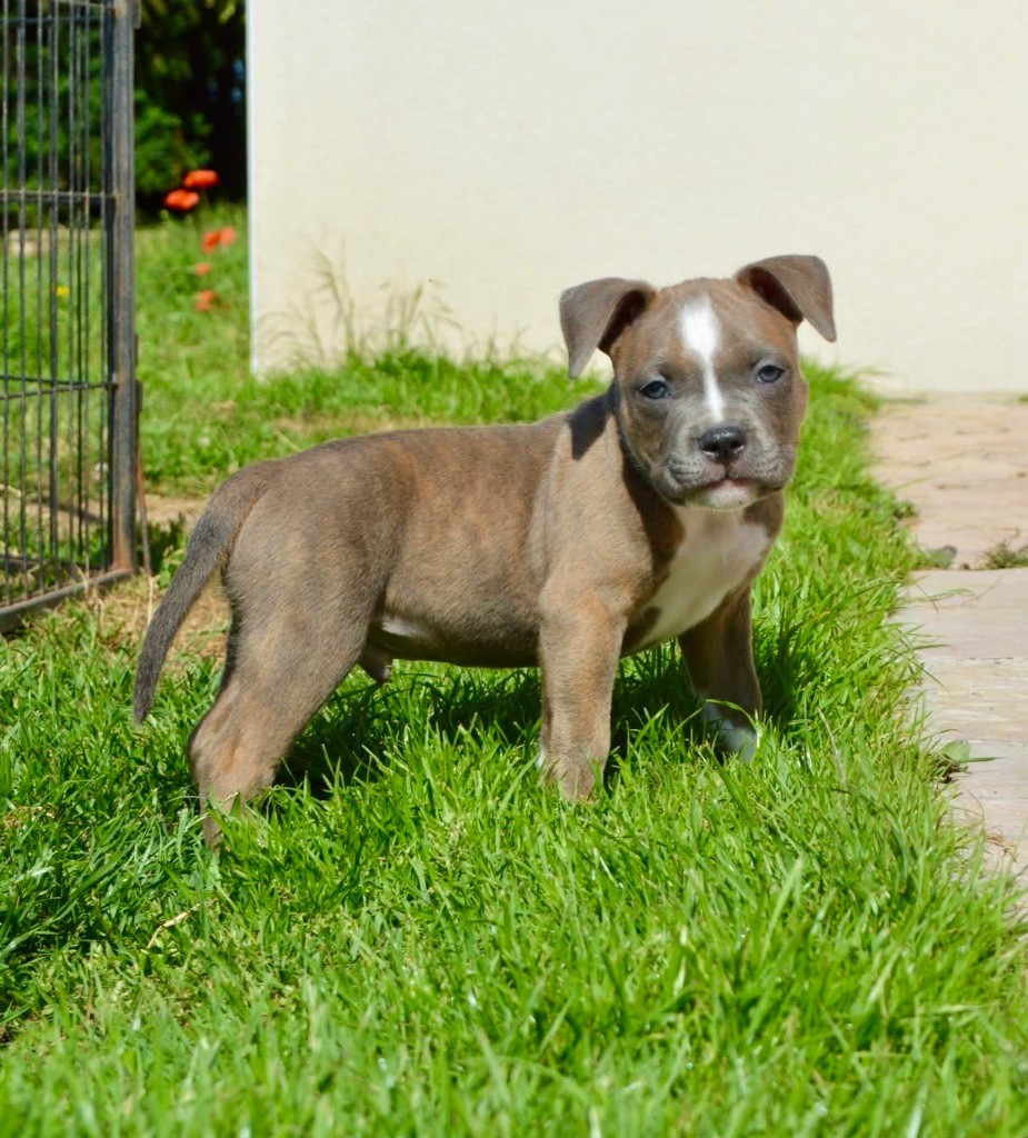 La Terre Des Diamants Bleus - Chiots disponibles - American Staffordshire Terrier