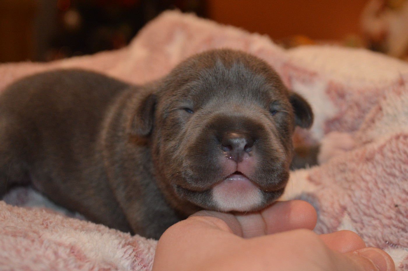 La Terre Des Diamants Bleus - Chiots disponibles - American Staffordshire Terrier