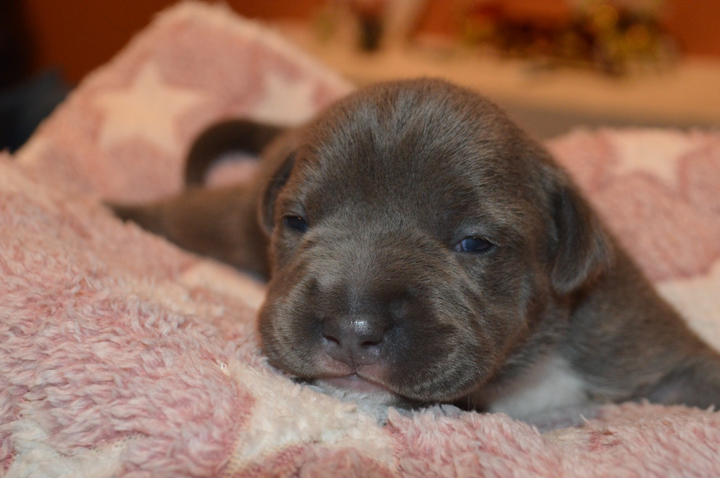 La Terre Des Diamants Bleus - Chiots disponibles - American Staffordshire Terrier