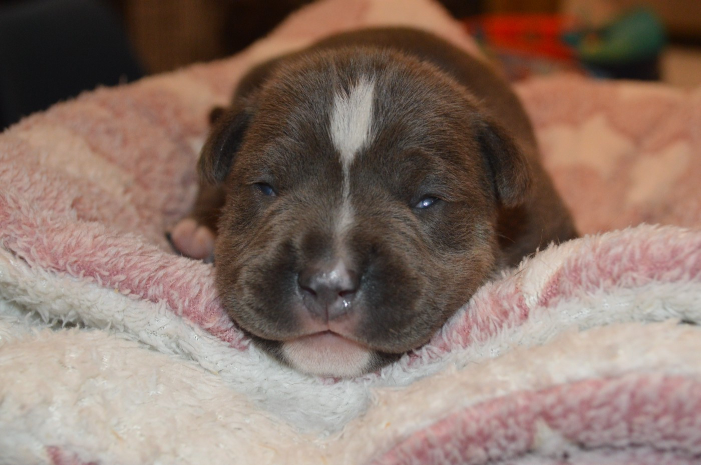 La Terre Des Diamants Bleus - Chiots disponibles - American Staffordshire Terrier