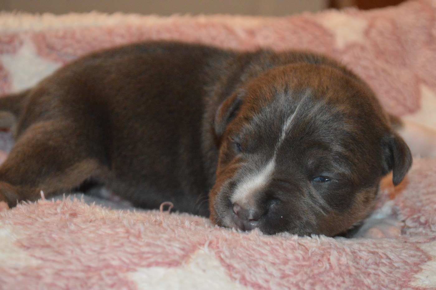 La Terre Des Diamants Bleus - Chiots disponibles - American Staffordshire Terrier