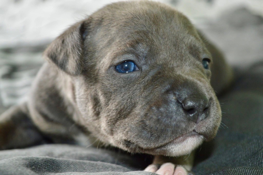 La Terre Des Diamants Bleus - Chiots disponibles - American Staffordshire Terrier