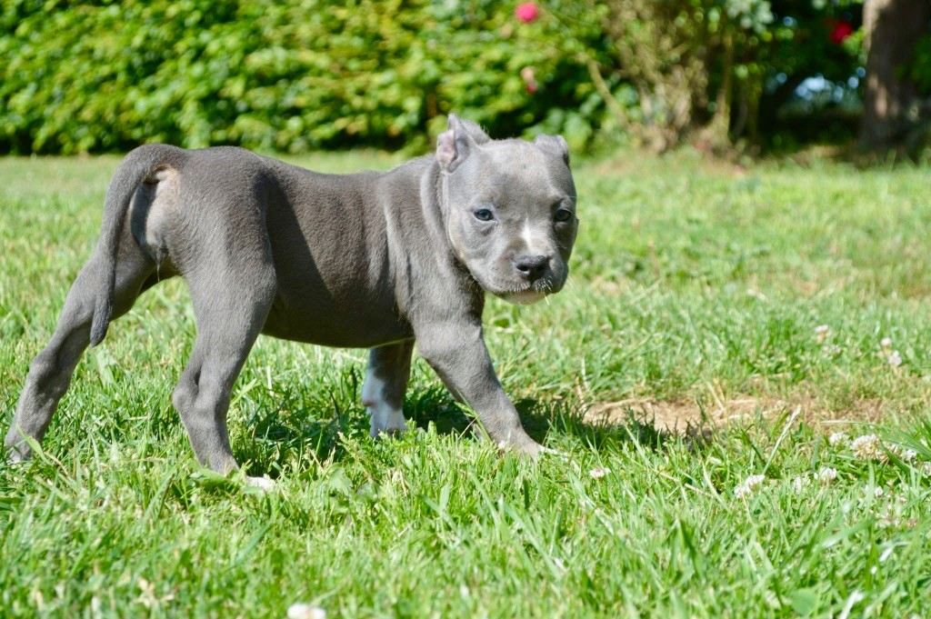 La Terre Des Diamants Bleus - Chiots disponibles - American Staffordshire Terrier