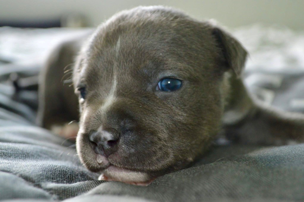 La Terre Des Diamants Bleus - Chiots disponibles - American Staffordshire Terrier