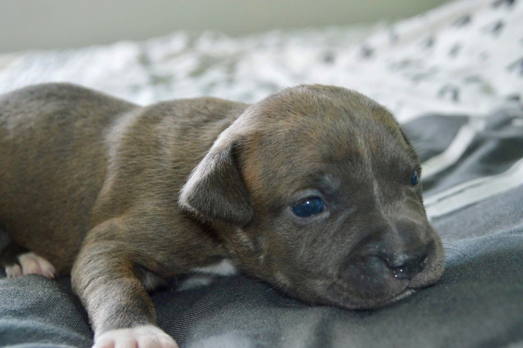La Terre Des Diamants Bleus - Chiots disponibles - American Staffordshire Terrier