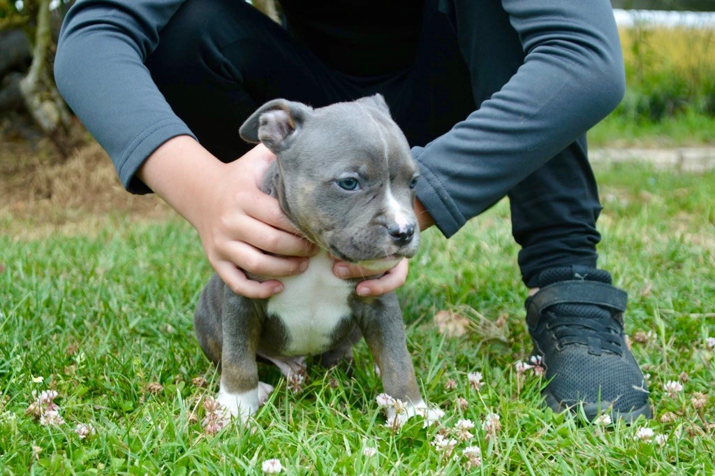 La Terre Des Diamants Bleus - Chiots disponibles - American Staffordshire Terrier