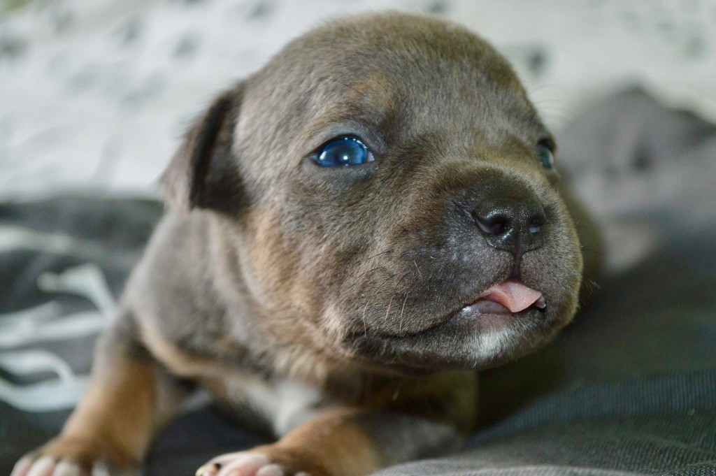 La Terre Des Diamants Bleus - Chiots disponibles - American Staffordshire Terrier