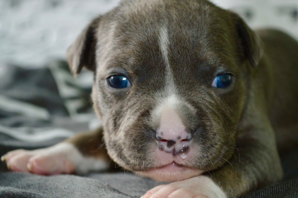 La Terre Des Diamants Bleus - Chiots disponibles - American Staffordshire Terrier